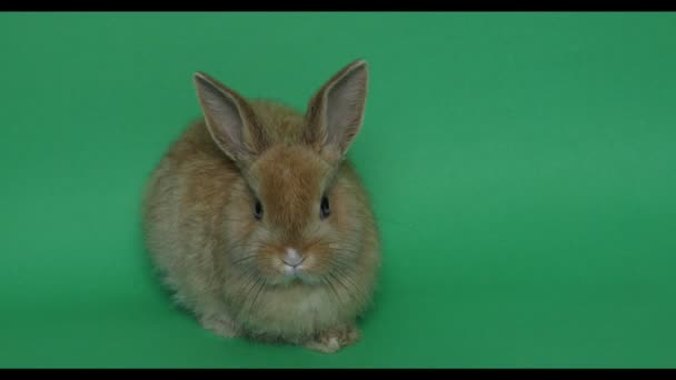 Conejo de Pascua en el verde — Vídeos de Stock