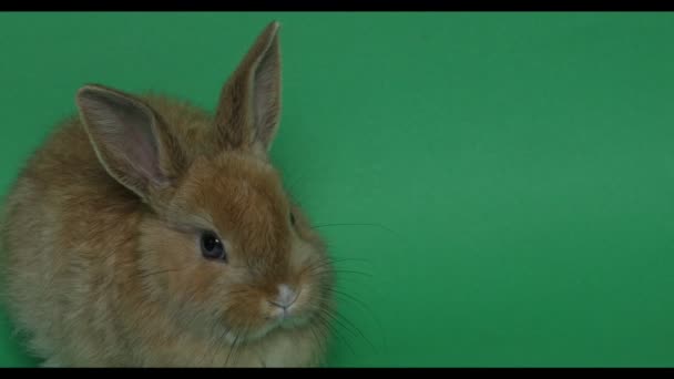 Conejo de Pascua en el verde — Vídeos de Stock