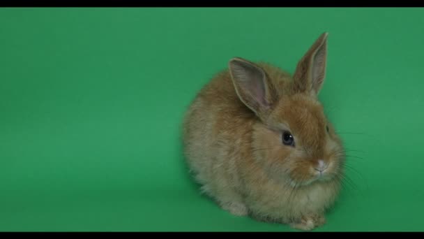 Пасхальный кролик на зелени — стоковое видео