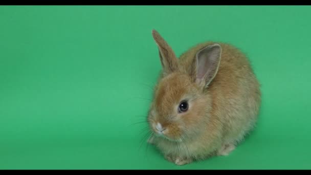 Великодній кролик на зеленому — стокове відео