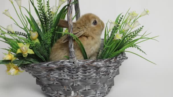 Cute rabbit sitting in a basket — Stock Video