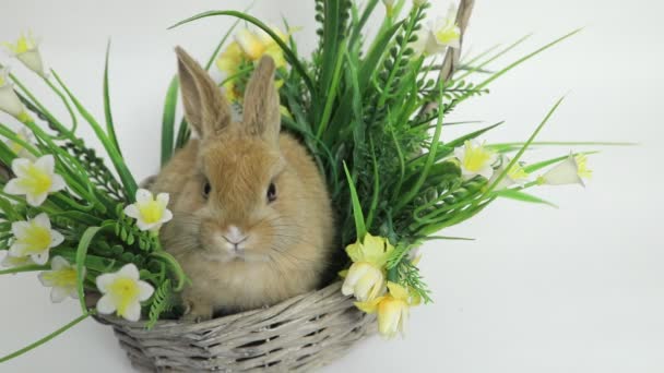 Lindo conejo sentado en una cesta — Vídeo de stock