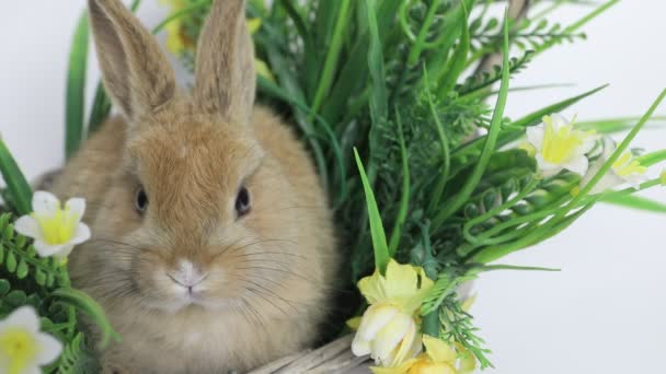 Mignon lapin assis dans un panier — Video