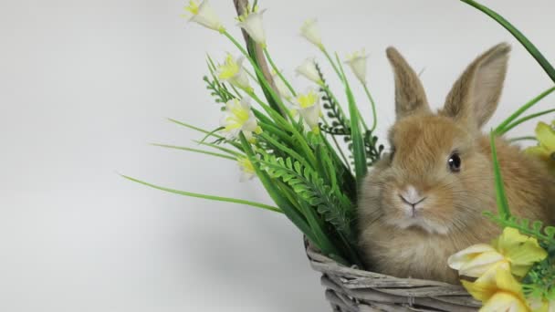 Cute rabbit sitting in a basket — Stock Video