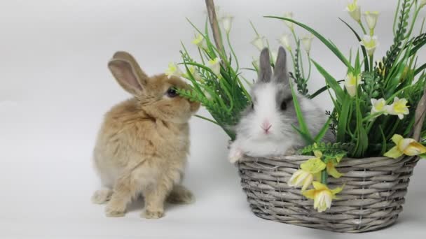 Roztomilý králík sedí v koši — Stock video