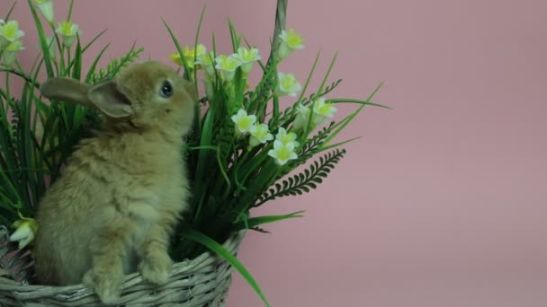 Cute rabbit sitting in a basket — Stock Video