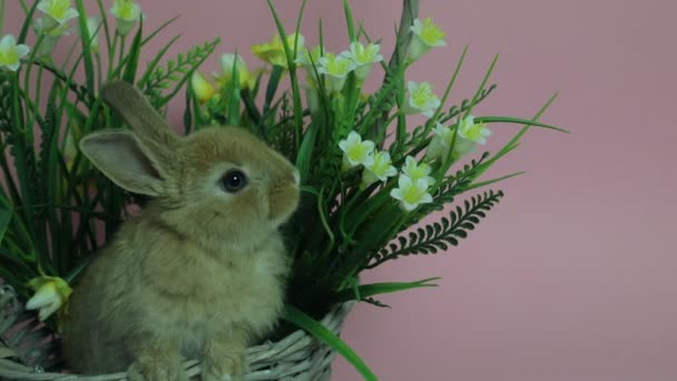 Lindo conejo sentado en una cesta — Vídeo de stock