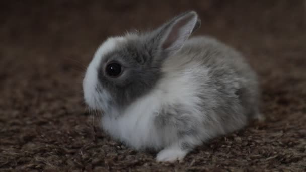 Lapin lapin assis — Video