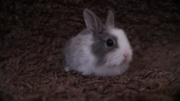 Bunny Rabbit Sentado — Vídeo de Stock