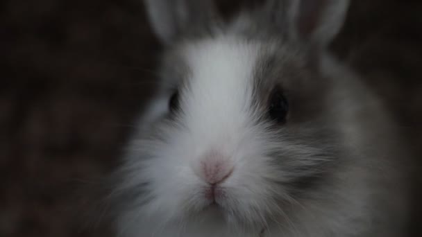 Сидящий кролик — стоковое видео