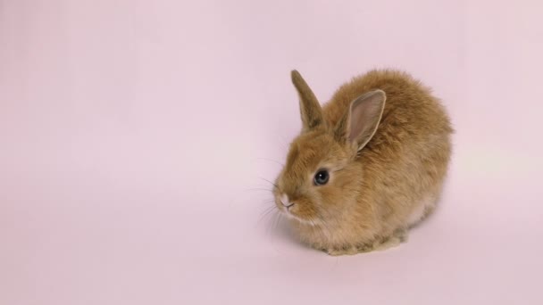 Кролик Кролик сидячи — стокове відео