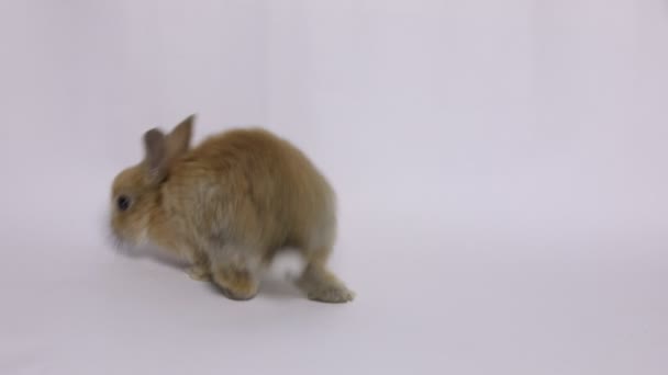 Oturan bir tavşan — Stok video