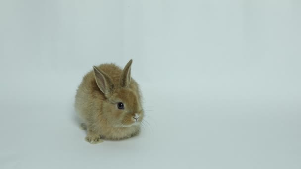 Bunny rabbit sitting — Stock Video