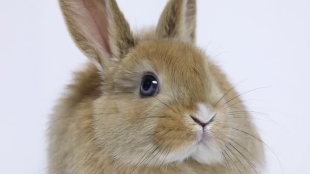 Кролик Кролик сидячи — стокове відео