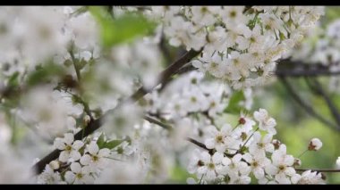 kiraz çiçek bahar