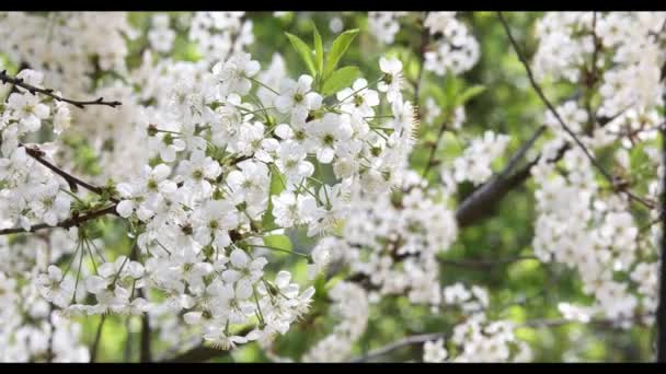 Flor de cerezo en primavera — Vídeo de stock