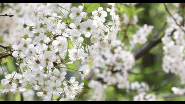 Cseresznye virágzás tavasszal — Stock videók