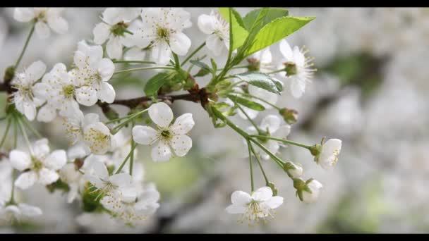 Цветение вишни весной — стоковое видео