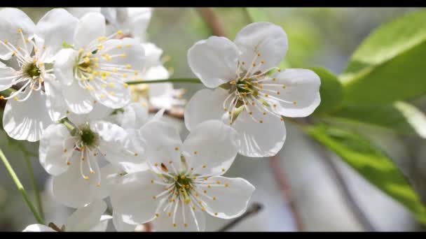 Цветение вишни весной — стоковое видео