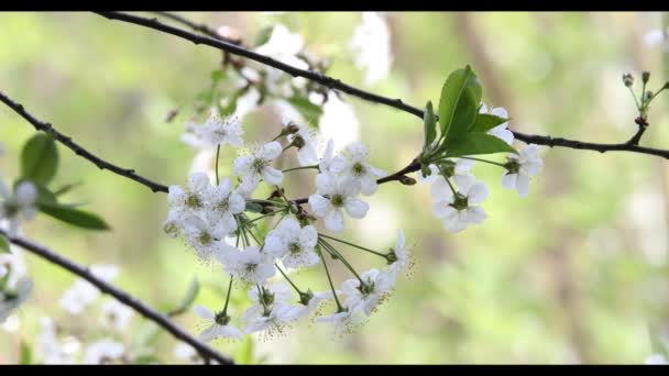 Цвітіння вишні навесні — стокове відео