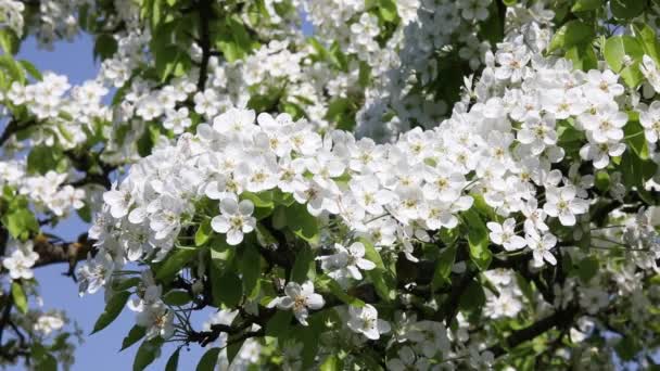 Körsbär blommar på våren — Stockvideo