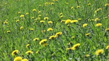 Yeşil çim dandelions ile