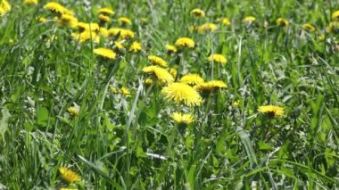 Yeşil çim dandelions ile