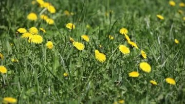 Yeşil çim dandelions ile