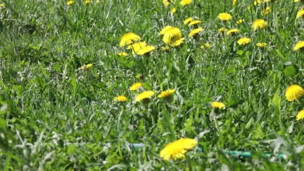Green grass with dandelions — Stock Video