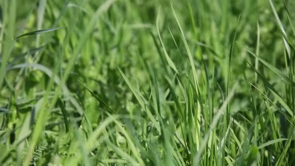 Herbe verte aux pissenlits 