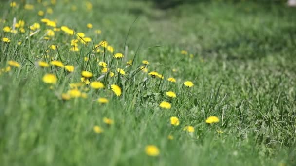 Zelená tráva s pampelišky — Stock video