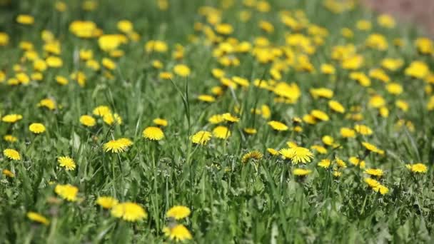 Hijau rumput dengan dandelion — Stok Video