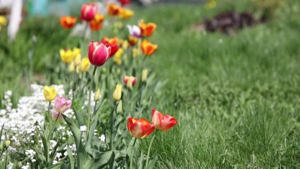 Grünes Gras mit Blumen — Stockvideo