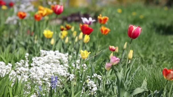 Hierba verde con flores — Vídeos de Stock