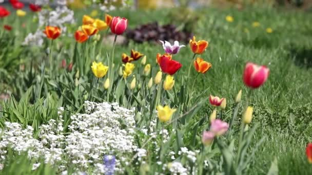 Grünes Gras mit Blumen — Stockvideo