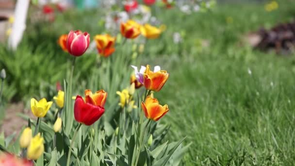 Grama verde com flores — Vídeo de Stock