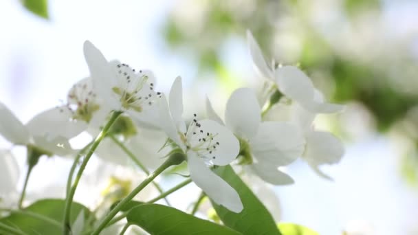 Körsbär blommar på våren — Stockvideo