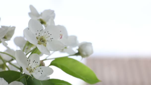 Kirschblüte im Frühling — Stockvideo