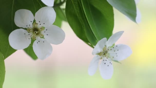 Fioritura di ciliegie in primavera — Video Stock