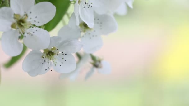 Flor de cerezo en primavera — Vídeo de stock