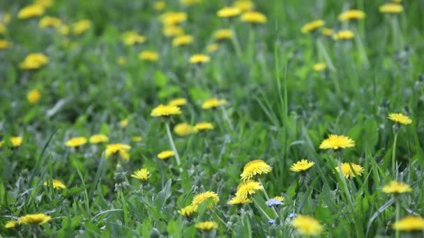 Hierba verde con dientes de león — Vídeos de Stock