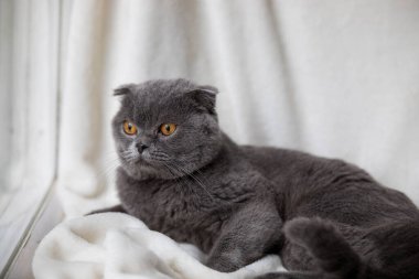 Evde rahat bir kedi var.
