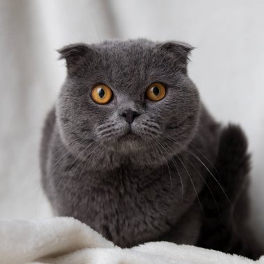 Evde rahat bir kedi var.