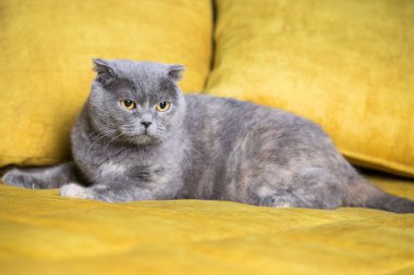 Evde rahat bir kedi var.