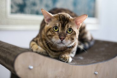 Evde rahat bir kedi var.