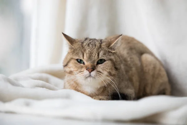 집에서 휴식을 취하고 있는 집고양이 — 스톡 사진