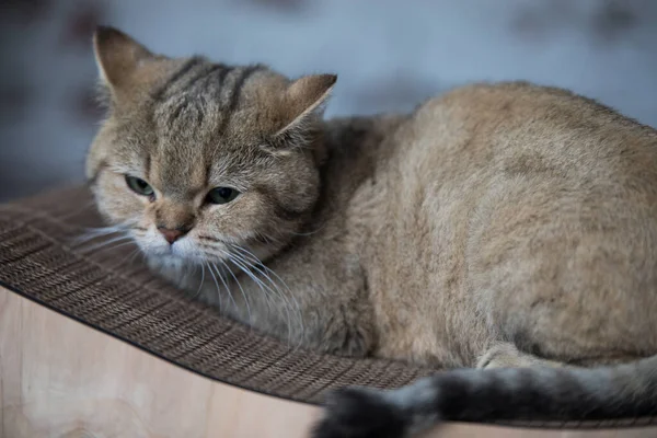 Evde rahat bir kedi var. — Stok fotoğraf