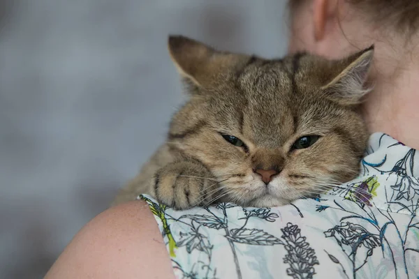 Evde rahat bir kedi var. — Stok fotoğraf