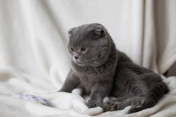 집에서 휴식을 취하고 있는 집고양이 — 스톡 사진