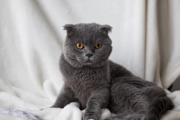 집에서 휴식을 취하고 있는 집고양이 — 스톡 사진